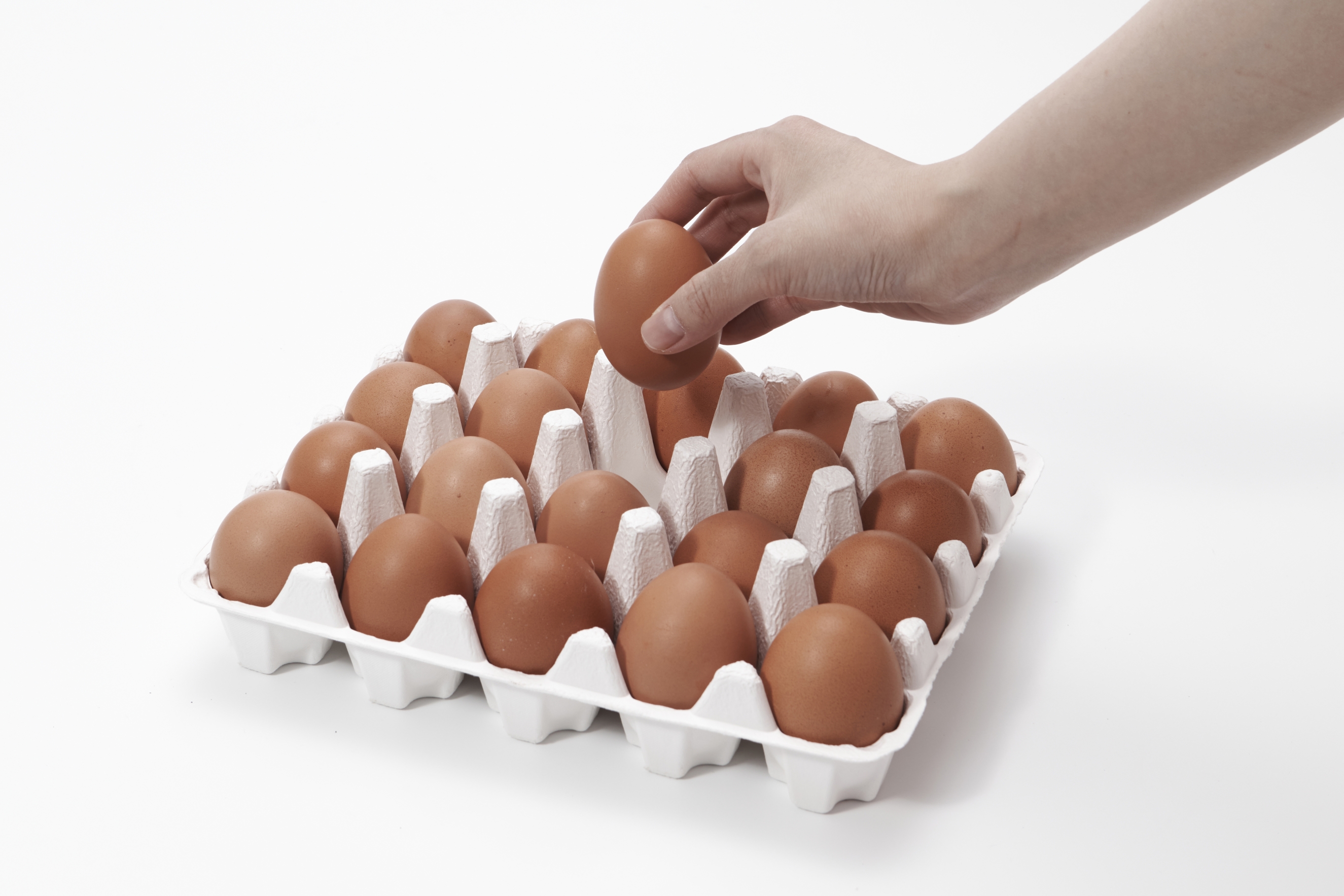 계란사진